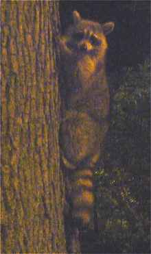 New-York: Petit animal grimpant dans un arbre de Central Park (la nuit)